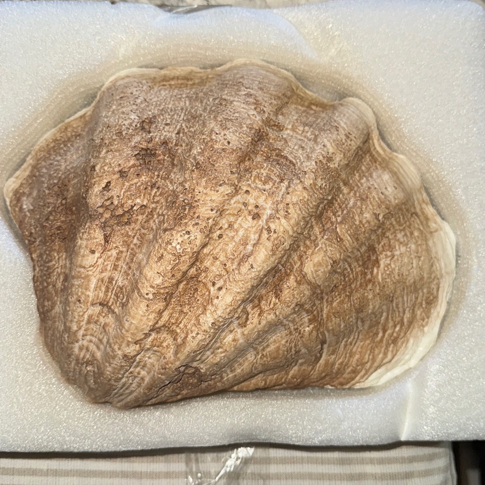 Natural Seashell Decor